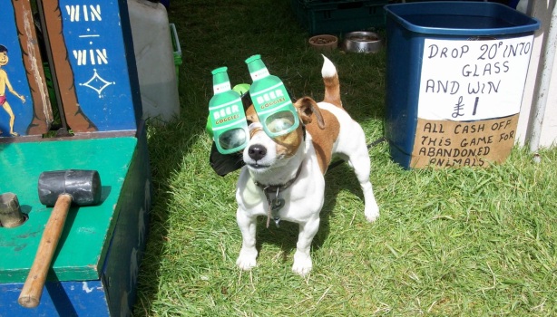 A dog wearing beer goggles - Maybe I should have borrowed them for a while for a better view of a lacklustre show ;)